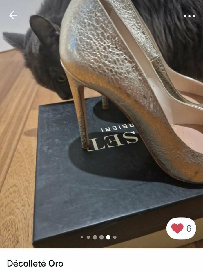 Gray cat peeking behind a gold high heel shoe on a black box, showcasing cats stealing the spotlight in Vinted ads.