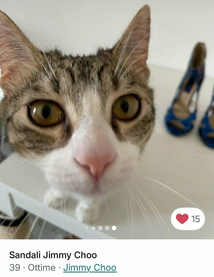 Close-up of a curious cat in a Vinted ad, highlighting how cats stole the spotlight in Vinted ads.