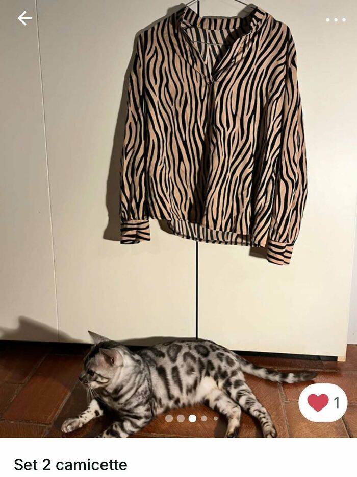 Cat lying on floor under a zebra-striped blouse hanging, showcasing cats stealing the spotlight in Vinted ads.