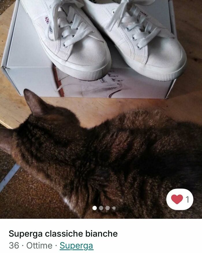 Cat lying next to white sneakers on a wooden surface, capturing the charm cats stole in Vinted ads spotlight.