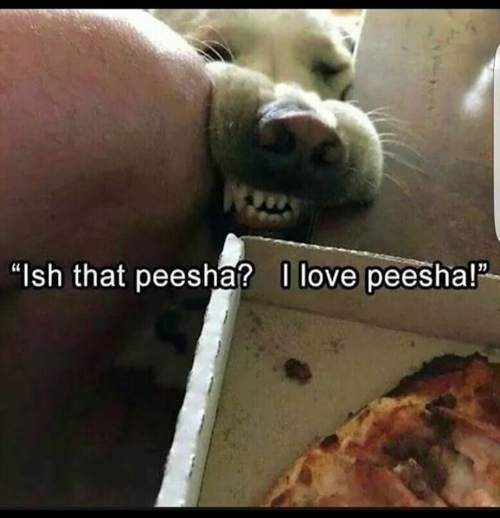 Close-up of a dog showing teeth near a pizza box with a funny meme caption about loving pizza, perfect random memes content.