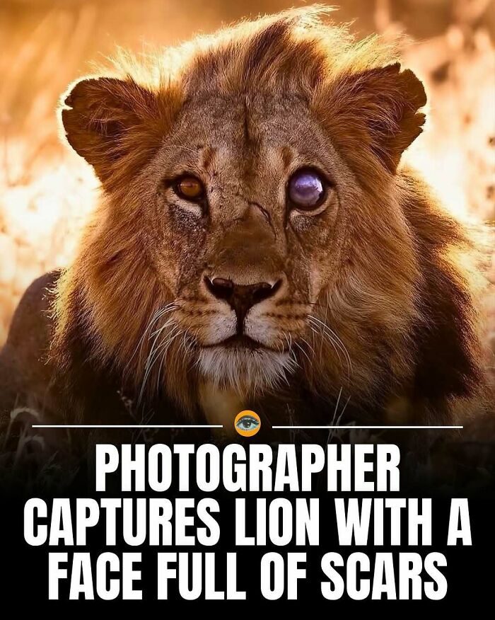 Lion with a scarred face and one cloudy eye captured by photographer, showcasing lighthearted facts and pics.
