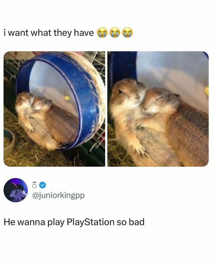 Two prairie dogs cuddling inside a wheel, featured in entertaining posts and memes to help fight boredom.