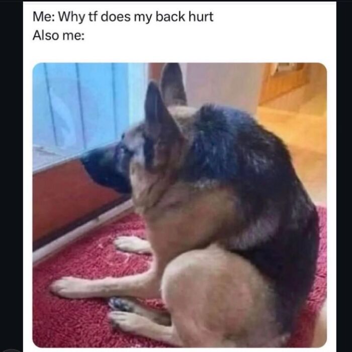 German shepherd sitting awkwardly on a red rug with a funny meme about back pain, part of random memes collection.