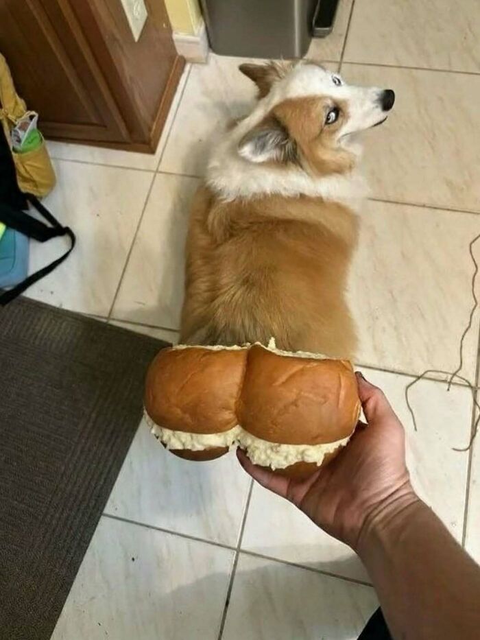 A random and bizarre meme showing a dog with a sandwich bun held up to look like its backside.
