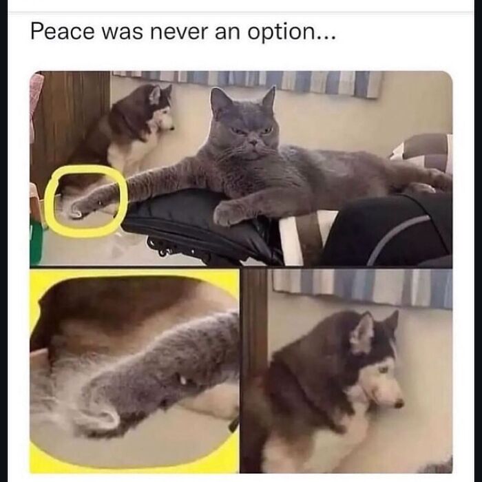 Cat and dog touching paws with caption peace was never an option in a humorous random memes image