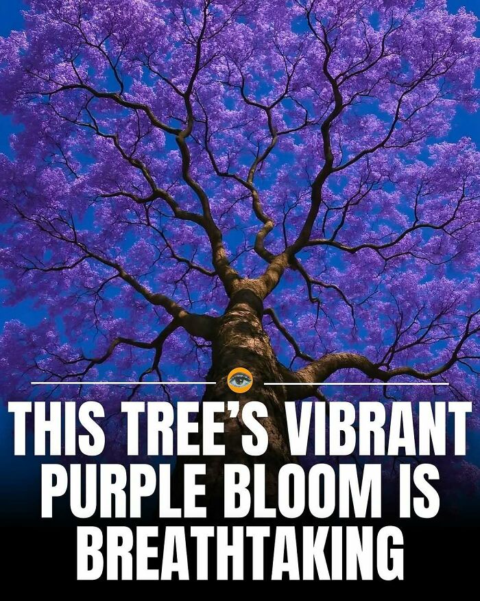 Vibrant purple bloom of a large tree against a clear blue sky showcasing lighthearted facts and pics.
