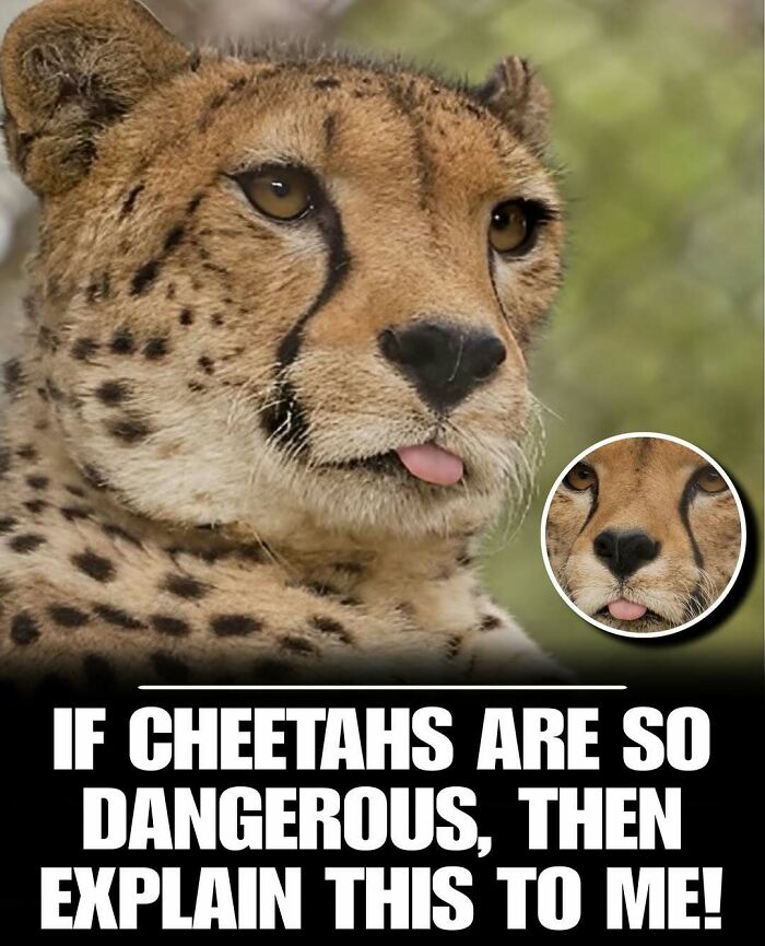 Close-up of a cute cheetah sticking out its tongue, a charming photo from a collection of cute animals to ease stress.