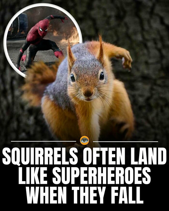 Close-up of a squirrel landing on a tree trunk, illustrating lighthearted facts about animals with fun superhero comparison.