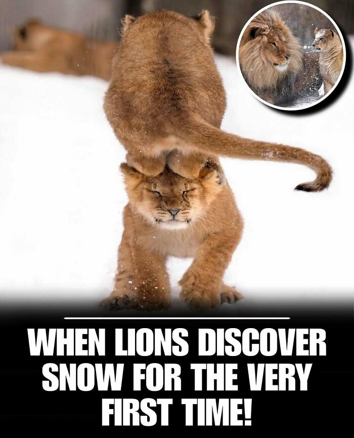 Two playful lion cubs in snow showing cute animals moments that help melt stress and anxiety instantly.