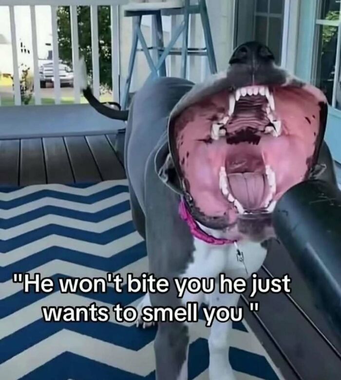 Dog with mouth wide open and text about smelling, a bizarre meme that might leave you with more questions than answers.