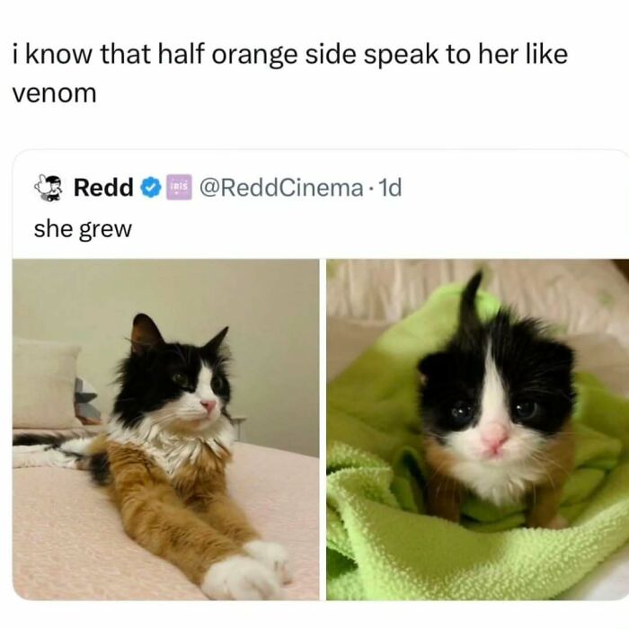 Black, white, and orange cat growing up, shown as a kitten and adult, perfect for cat memes lovers.