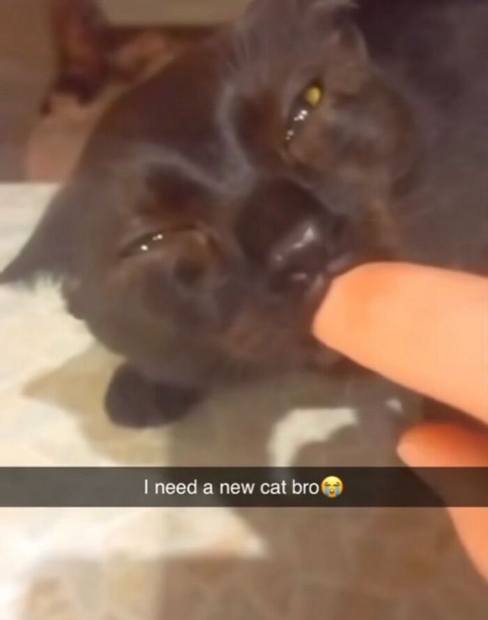 Close-up of a black cat biting a finger with caption expressing the need for a new cat in bizarre meme style.