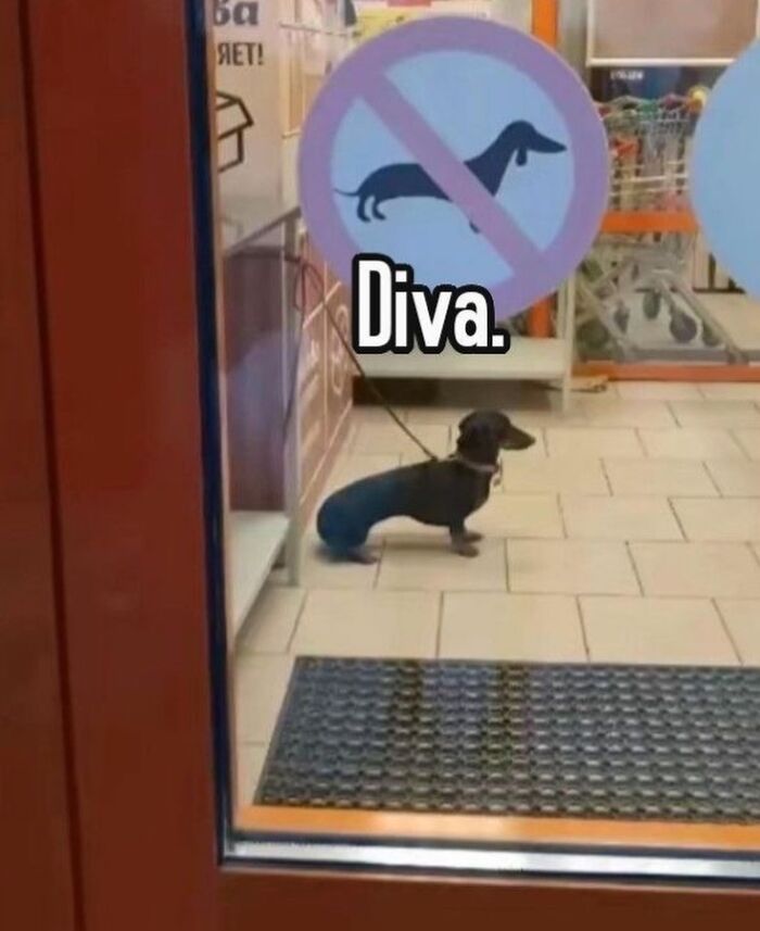 Small dog sitting inside a store next to a no-dogs-allowed sign, a bizarre meme that might leave you with questions.