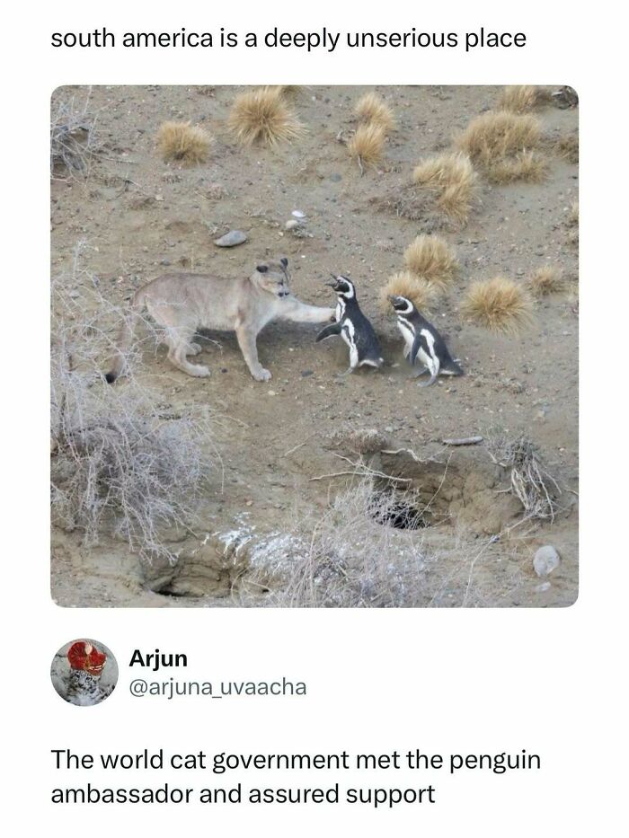 A playful cougar pawing at two penguins in a dry landscape, a funny post to help fight boredom with entertaining memes.
