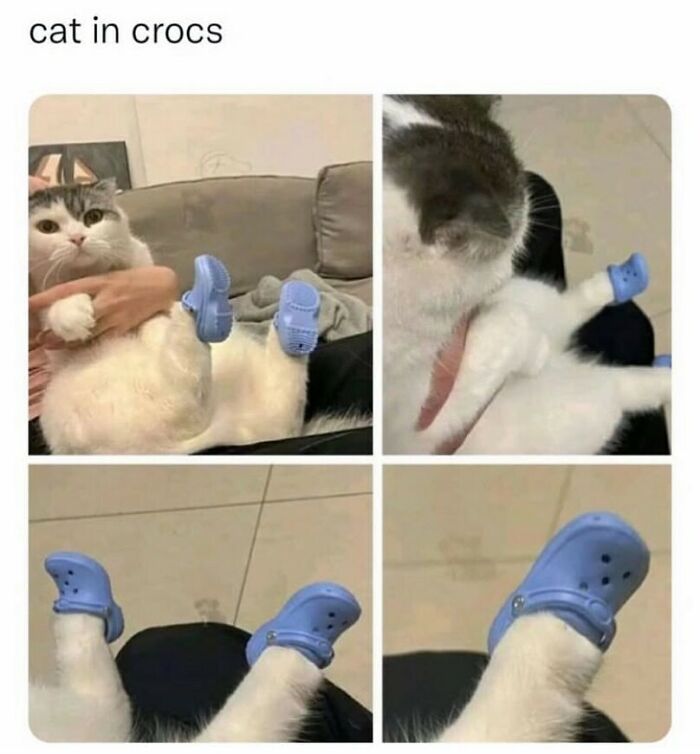 Cat wearing miniature blue Crocs on its paws, held by a person, illustrating a funny random meme.