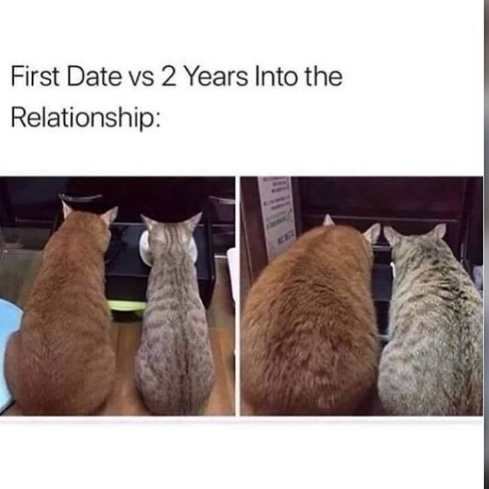 Two side-by-side images of cats showing relationship progression, a funny random meme about couples over time.