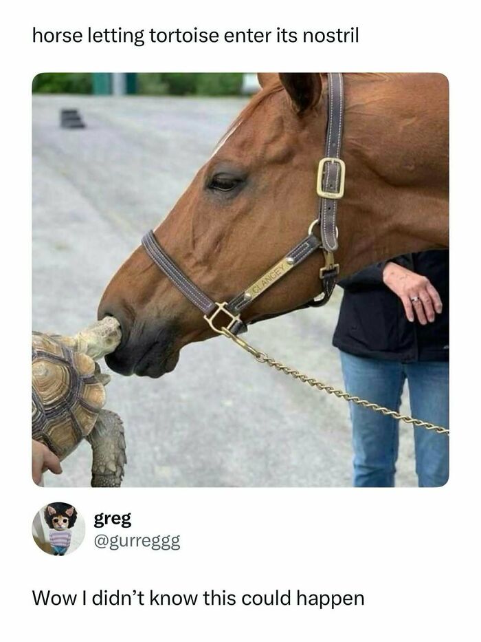 Horse letting a tortoise enter its nostril in a funny moment, one of many entertaining posts and memes to fight boredom.