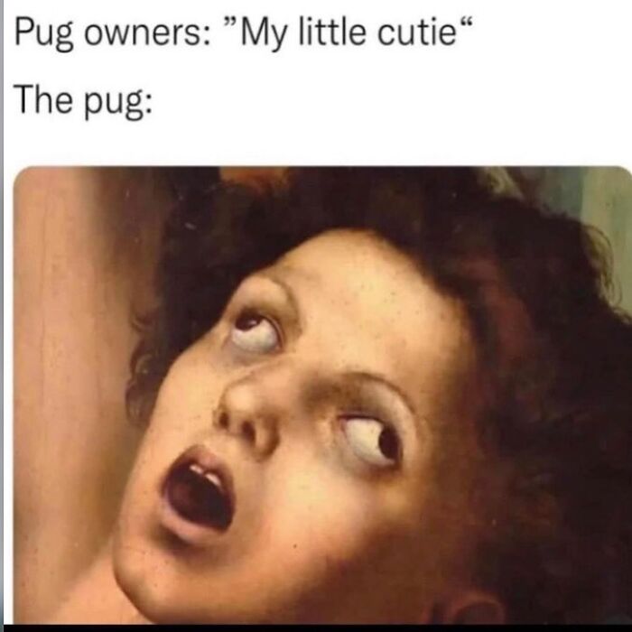 Meme showing a humorous comparison between pug owners calling their pet cute and the pug's derpy facial expression.