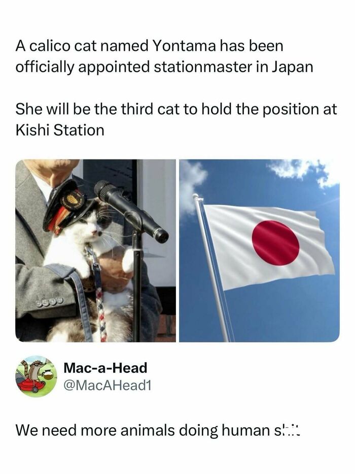 Calico cat appointed stationmaster in Japan, held up in a person’s arms with a microphone, paired with a Japanese flag.