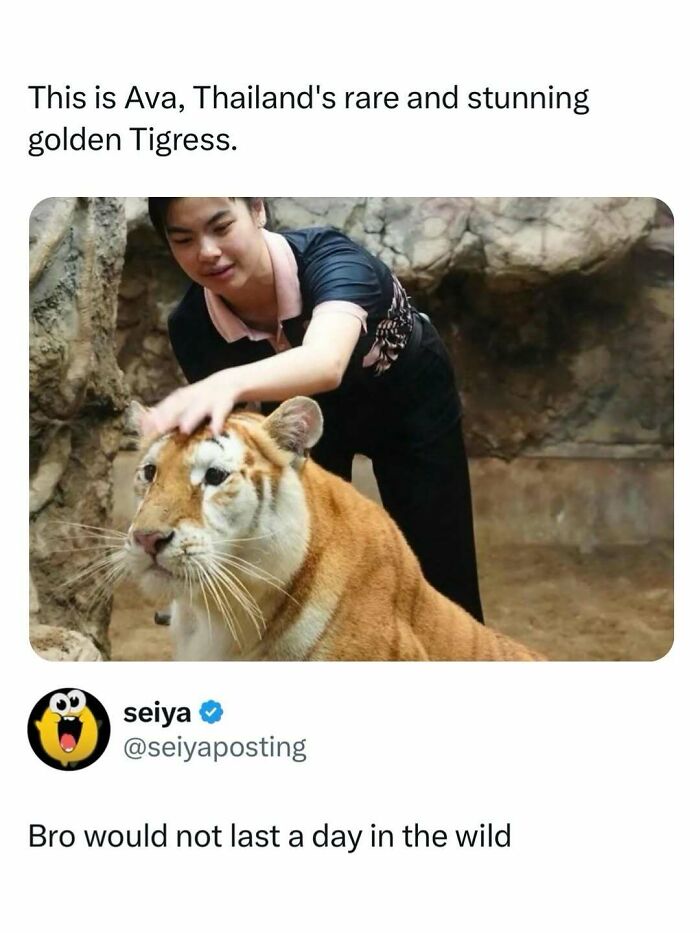 Person petting a rare golden tigress in Thailand, featured in entertaining posts and memes to fight boredom.
