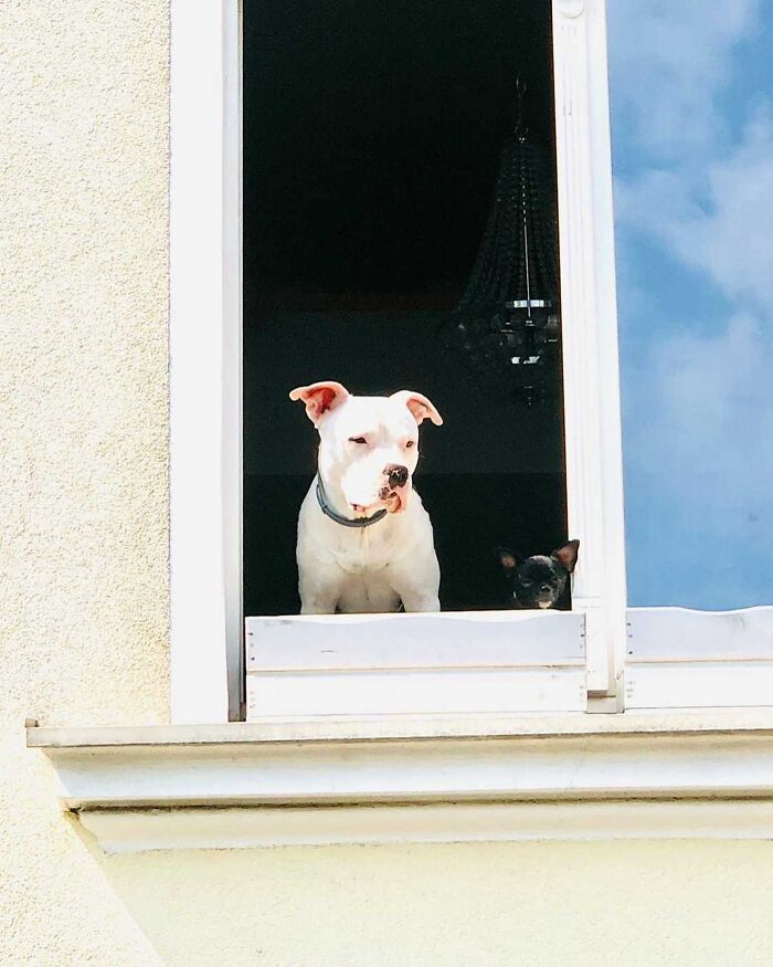Two adorable dogs caught peeking out of a bright window on a sunny day, showcasing charming and curious expressions.