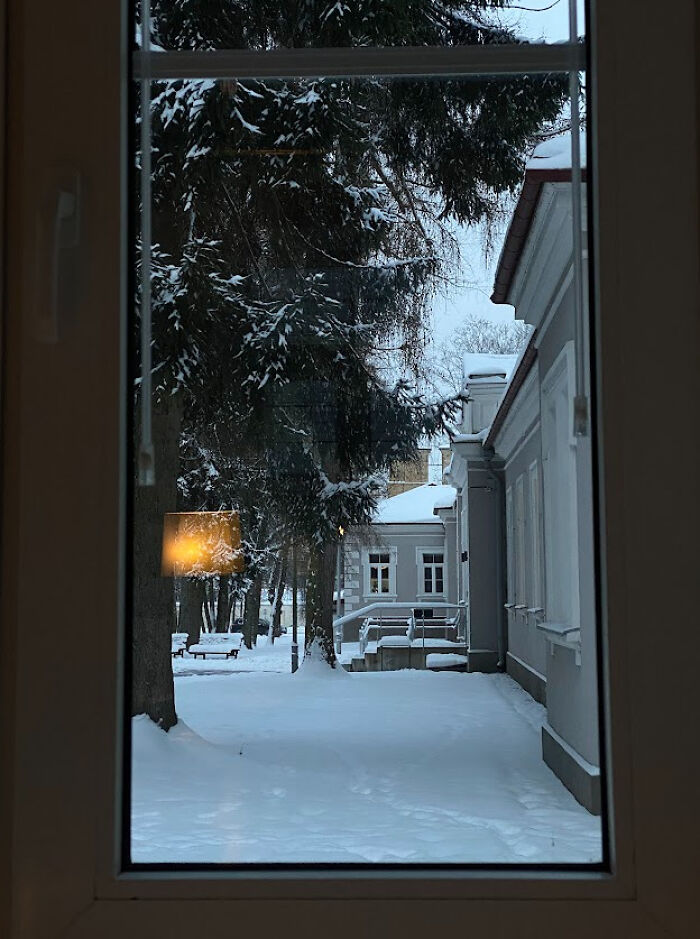 Snow-covered yard and trees outside a window, capturing cozy winter images to enjoy without stepping into the cold.