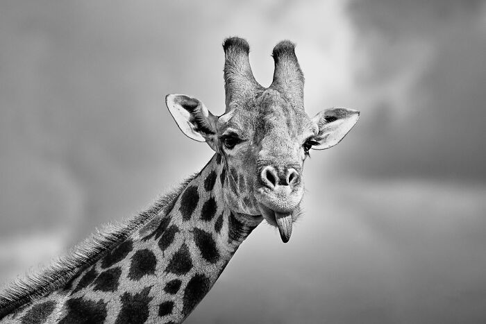 Close-up black and white photo of a giraffe sticking out its tongue in the wild, showcasing wildlife photography skills.
