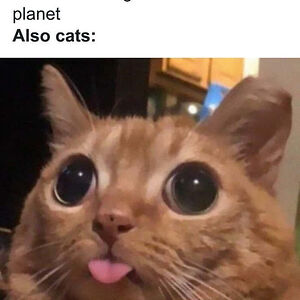 isabelle-philson avatar