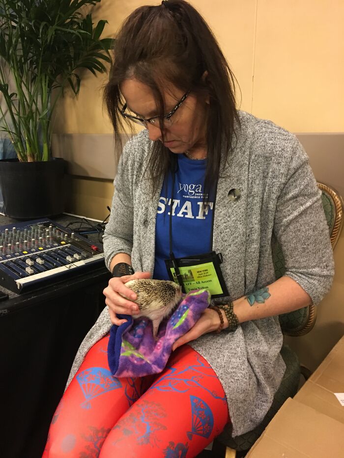 People Meeting Hedgehogs