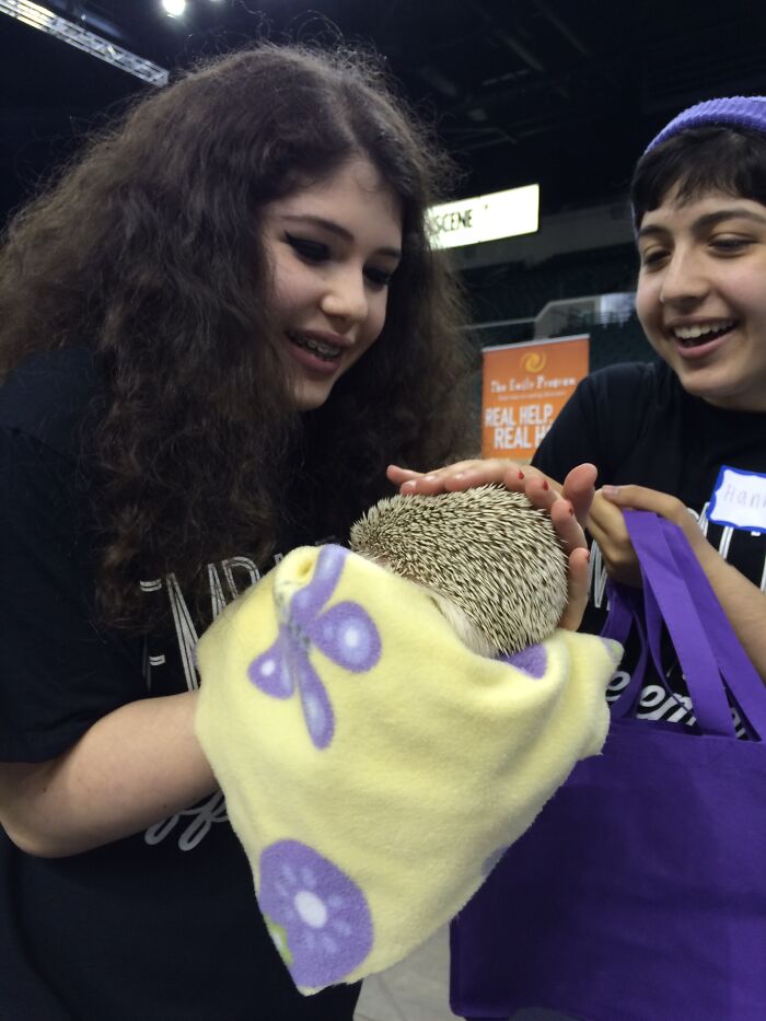 People Meeting Hedgehogs