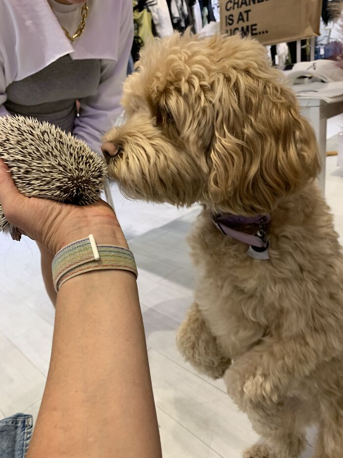 People Meeting Hedgehogs