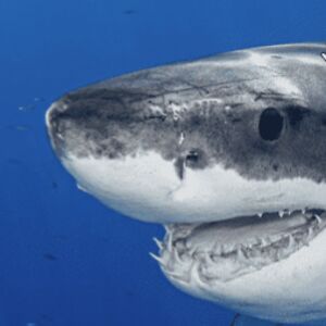 rosestoneautumn avatar