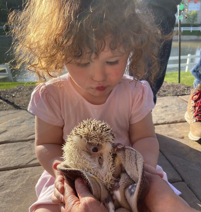 People Meeting Hedgehogs
