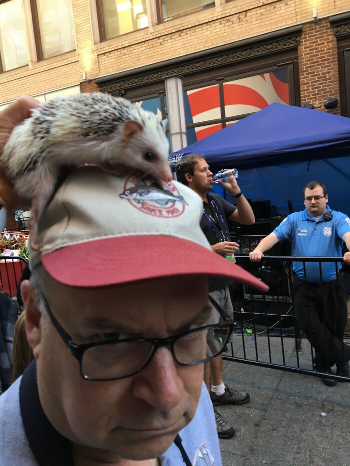 People Meeting Hedgehogs