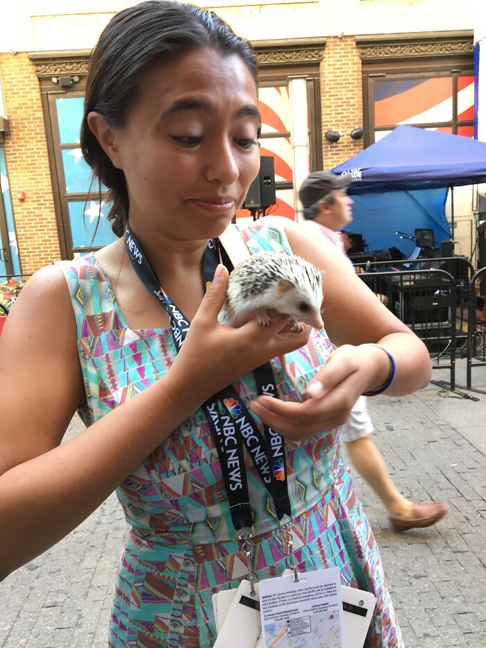 People Meeting Hedgehogs