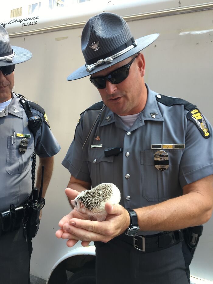 People Meeting Hedgehogs