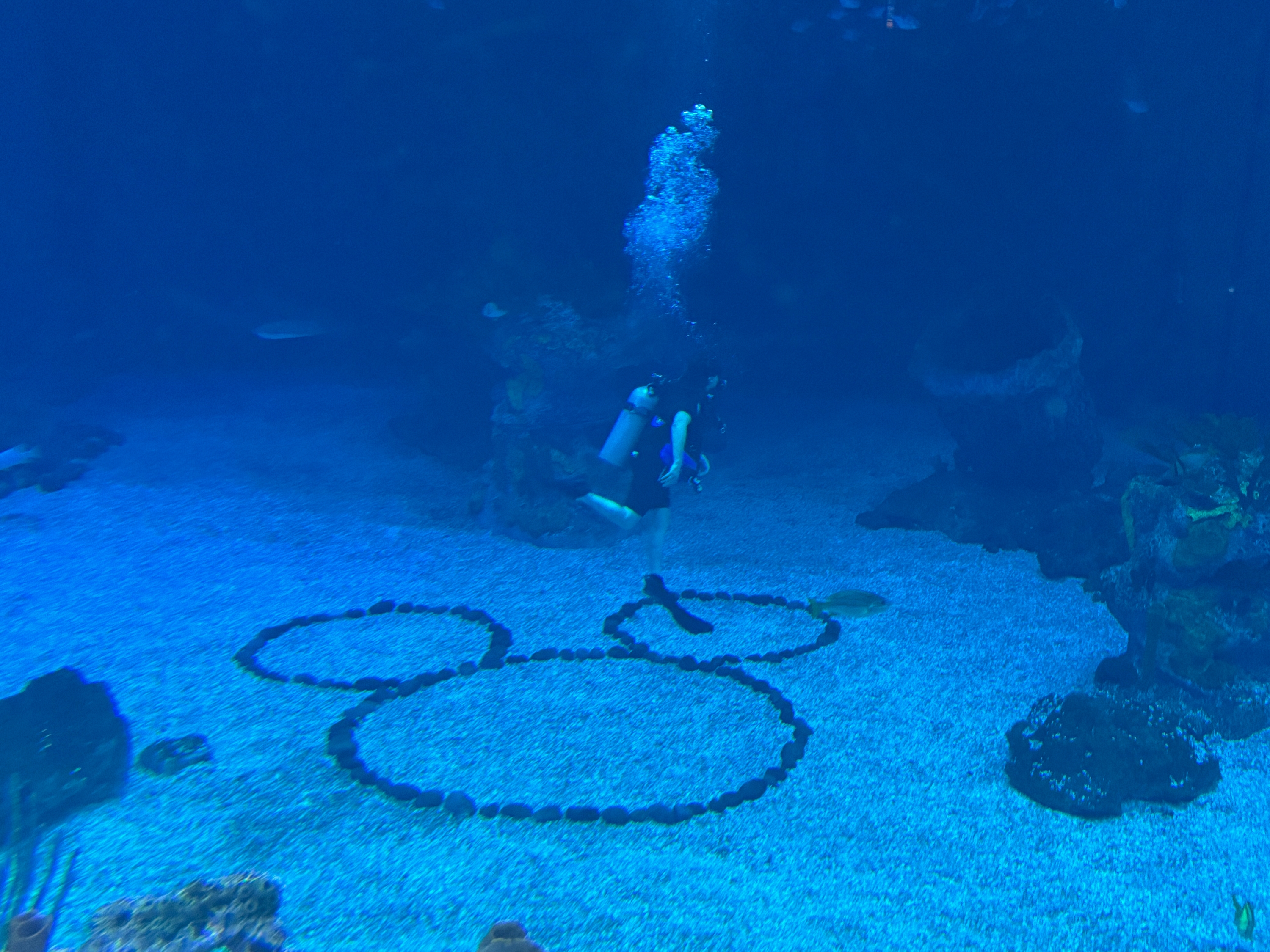 Scuba diver underwater in Central Florida aquarium near Mickey Mouse-shaped stone formation on the ocean floor.