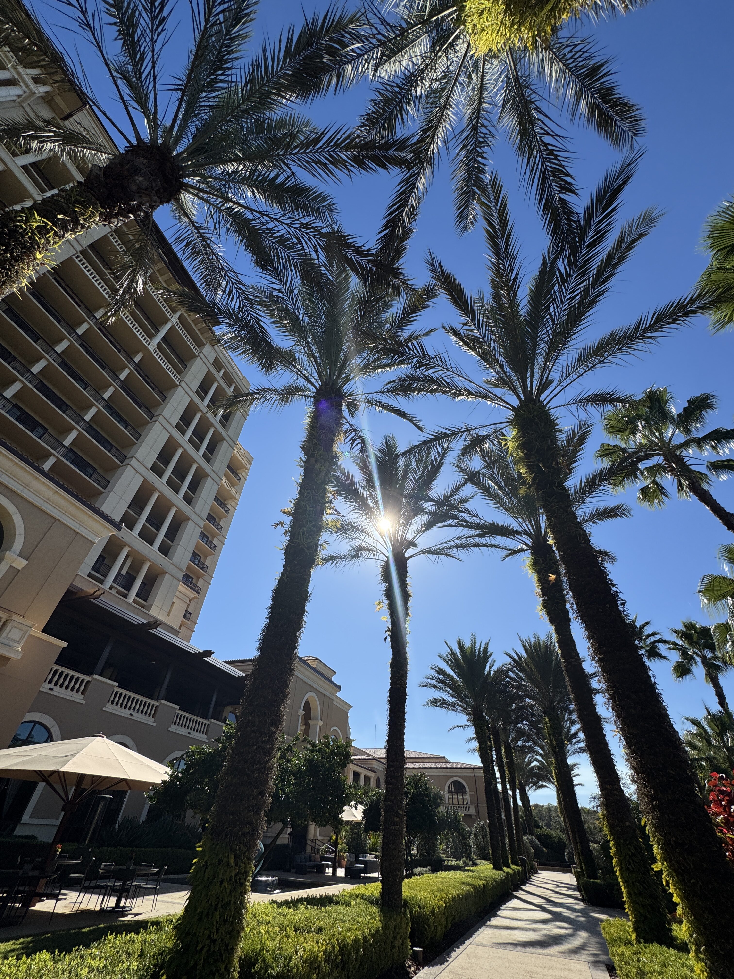 Palm trees and clear blue sky in Central Florida showcasing natural beauty and peaceful outdoor surroundings.