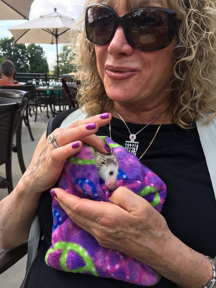 People Meeting Hedgehogs