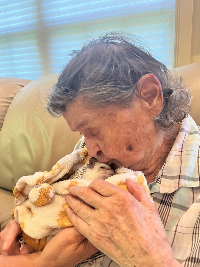 People Meeting Hedgehogs