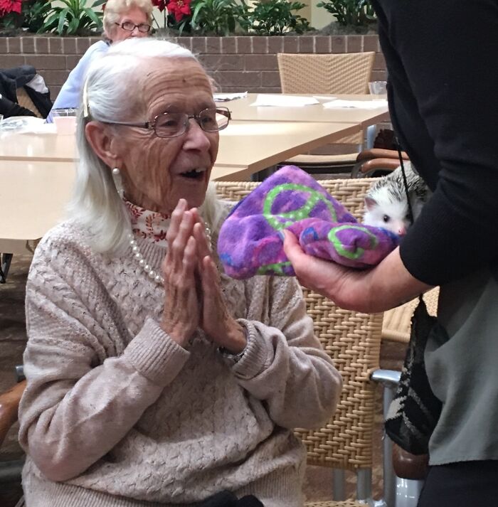 People Meeting Hedgehogs