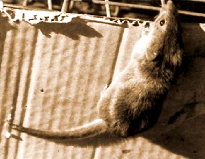 The Candango Mouse