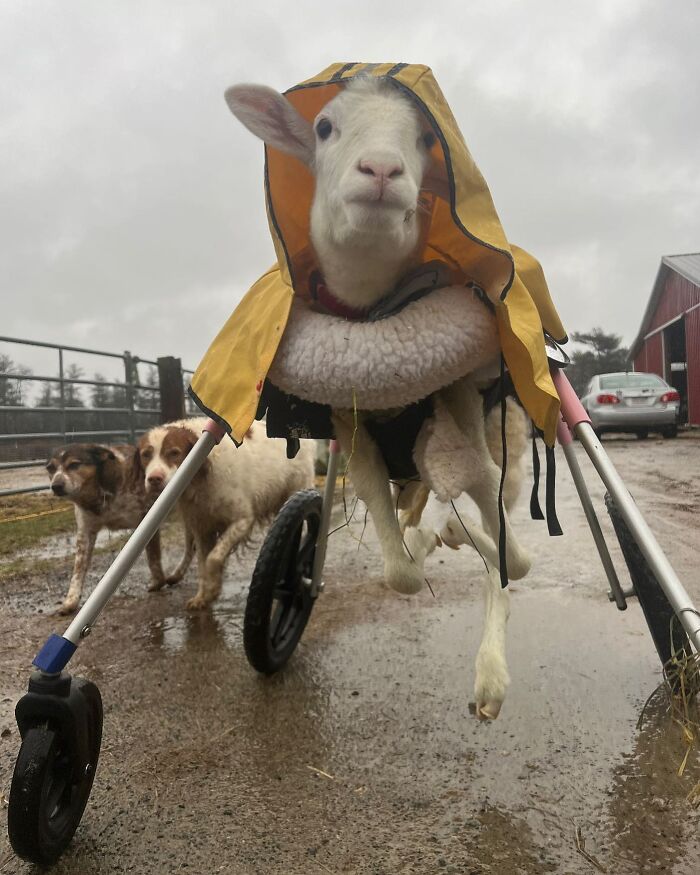 Disabled lamb wearing a yellow raincoat using a custom wheelchair to move independently on a farm.
