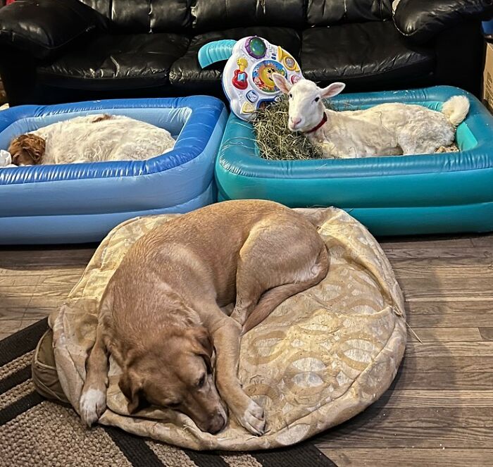 Disabled lamb resting in an inflatable bed beside two dogs lying in beds on a wooden floor indoors.
