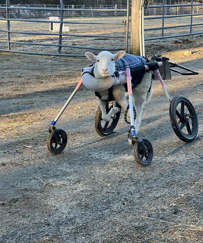 Disabled lamb supported by a custom wheelchair, engineered by a sanctuary to help her move independently outdoors.