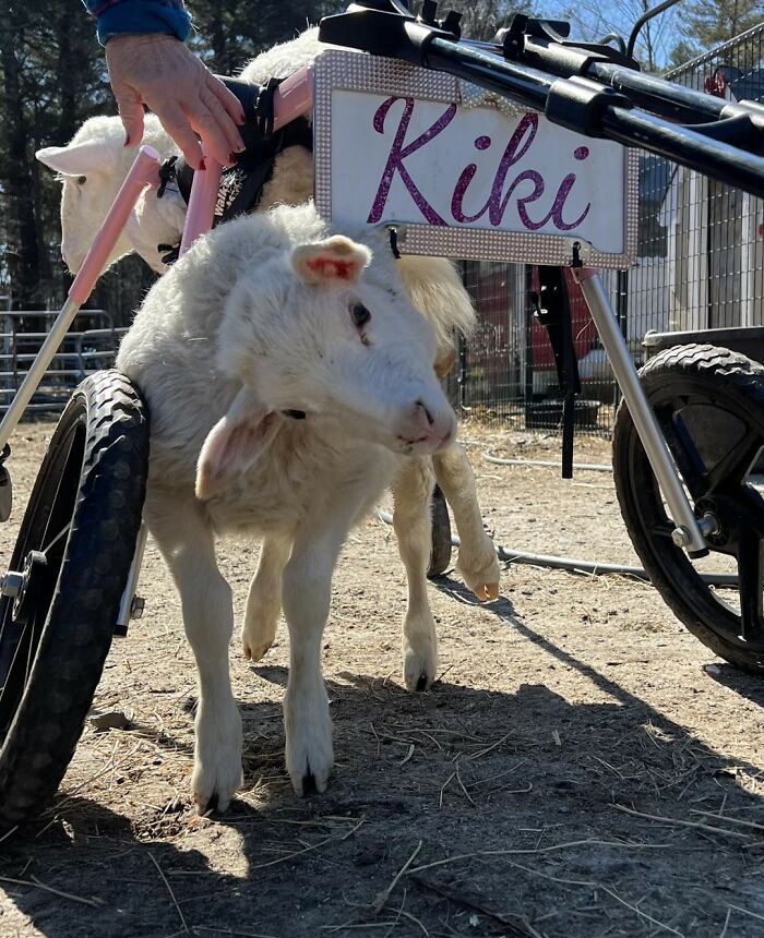 Disabled lamb using a custom mobility cart at a sanctuary, enabling her to move independently on rough ground.