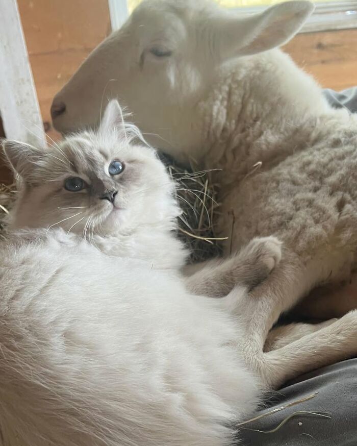 A disabled lamb resting comfortably with a fluffy cat, showcasing sanctuary care and engineered mobility support.