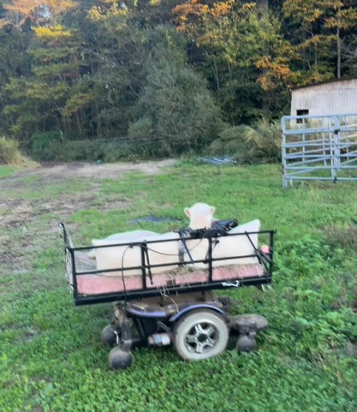 Disabled lamb resting in a custom-engineered mobile cart, allowing her to move independently on a grassy rural path.