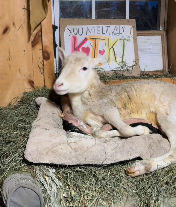 Disabled lamb resting on bedding inside a sanctuary with a handmade sign in the background expressing love and care.
